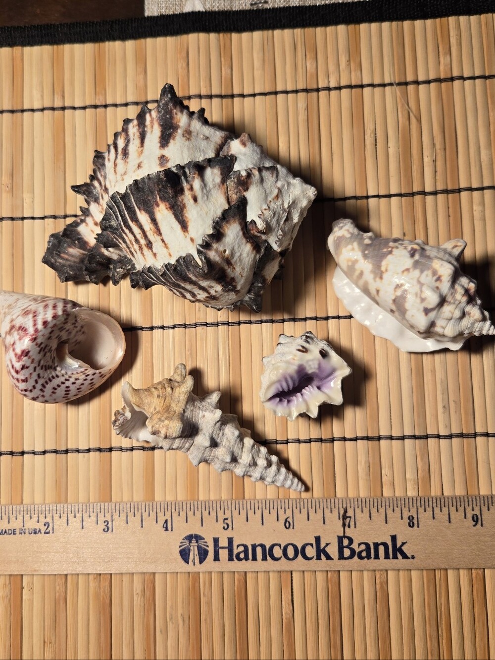 5 Beautiful Sea Shells